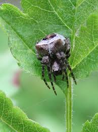 Attēlu rezultāti vaicājumam “Gibbaranea gibbosa”