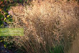 Attēlu rezultāti vaicājumam “Briza media”