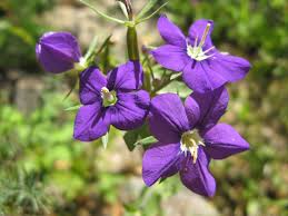 Image result for Legousia speculum-veneris