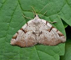 Attēlu rezultāti vaicājumam “Macaria wauaria”