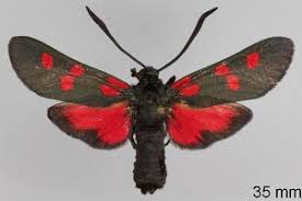 Attēlu rezultāti vaicājumam “Zygaena filipendulae”