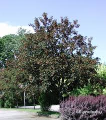 Attēlu rezultāti vaicājumam “Acer pseudoplatanus fo. purpurascens”