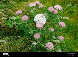 Attēlu rezultāti vaicājumam “Daucus carota subsp. carota flower”