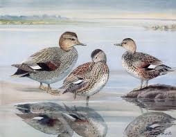 Attēlu rezultāti vaicājumam “Anas strepera”