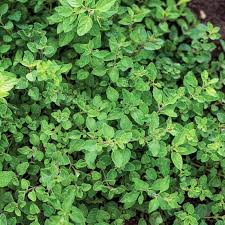 Image result for Oregano