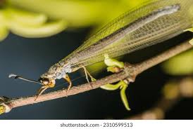 Attēlu rezultāti vaicājumam “Myrmeleontidae imago”