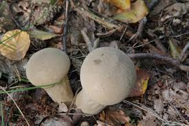 Attēlu rezultāti vaicājumam “Calvatia excipuliformis”