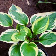 Attēlu rezultāti vaicājumam “Hosta sp.”