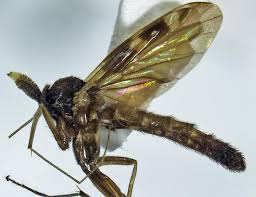 Attēlu rezultāti vaicājumam “Nematocera”