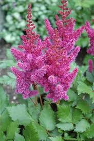 Attēlu rezultāti vaicājumam “Astilbe chinensis bud”