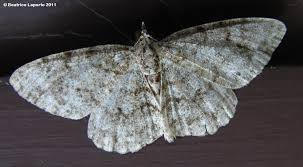 Attēlu rezultāti vaicājumam “Ectropis crepuscularia”