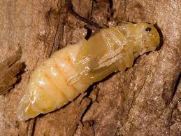 Attēlu rezultāti vaicājumam “Denticollis linearis”