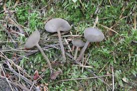 Attēlu rezultāti vaicājumam “Helvella macropus”