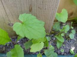 Attēlu rezultāti vaicājumam “Campanula rotundifolia leaf”