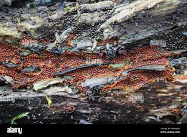 Attēlu rezultāti vaicājumam “Trichia scabra spores”