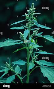 Attēlu rezultāti vaicājumam “Atriplex calotheca leaf”