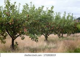 Attēlu rezultāti vaicājumam “Malus domestica”