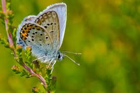 Attēlu rezultāti vaicājumam “Plebejus idas”