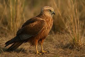 Image result for Wee County Harriers