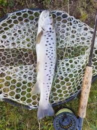 Image result for Salmo ciscaucasicus