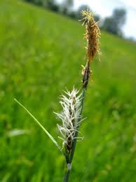 Attēlu rezultāti vaicājumam “Carex lasiocarpa”