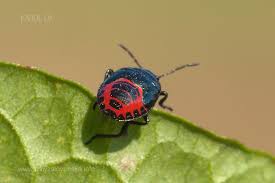 Attēlu rezultāti vaicājumam “Zicrona caerulea nymph”