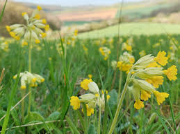 Image result for Schlüsselblumen