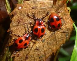 Attēlu rezultāti vaicājumam “Endomychus coccineus”