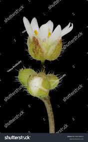 Attēlu rezultāti vaicājumam “Erophila verna flower”