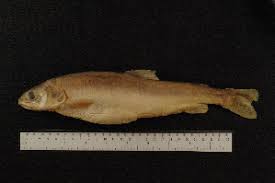 Image result for Salvelinus alpinus taranetzi