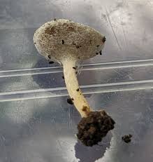 Attēlu rezultāti vaicājumam “Helvella macropus”