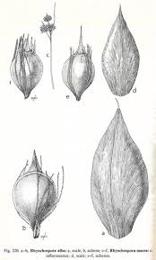 Attēlu rezultāti vaicājumam “Rhynchospora alba”