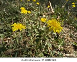 Attēlu rezultāti vaicājumam “Tragopogon heterospermus leaf”