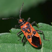 Attēlu rezultāti vaicājumam “Corizus hyoscyami”