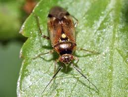 Attēlu rezultāti vaicājumam “Orthops campestris”