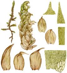 Attēlu rezultāti vaicājumam “Scorpidium scorpioides”