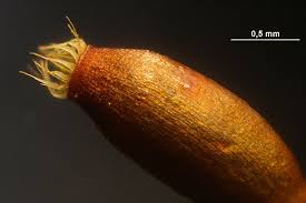 Attēlu rezultāti vaicājumam “Neckera complanata sporophyte”