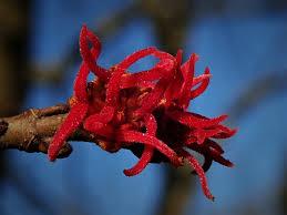 Attēlu rezultāti vaicājumam “Acer saccharinum flower”