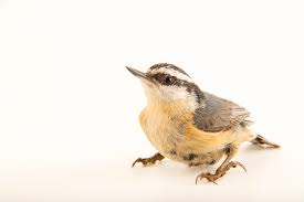 Image result for Sitta canadensis