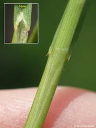 Attēlu rezultāti vaicājumam “Carex chordorrhiza”