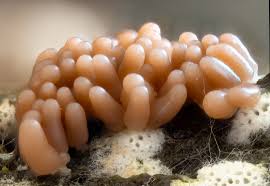 Attēlu rezultāti vaicājumam “Heterotrichia oerstedii (syn. Arcyria oerstedii) sessile”