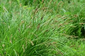 Attēlu rezultāti vaicājumam “Carex appropinquata fruit”