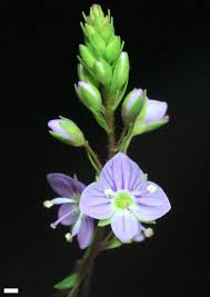 Attēlu rezultāti vaicājumam “Veronica anagallis-aquatica leaf”