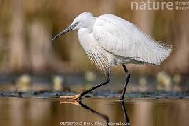 Attēlu rezultāti vaicājumam “Egretta garzetta”