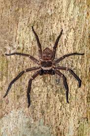 Attēlu rezultāti vaicājumam “Sparassidae”