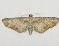 Attēlu rezultāti vaicājumam “Eupithecia subumbrata”