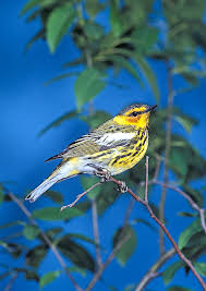 Image result for Dendroica tigrina