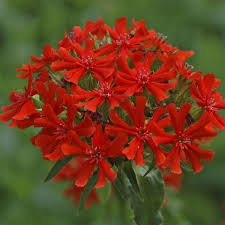 Attēlu rezultāti vaicājumam “Silene chalcedonica”