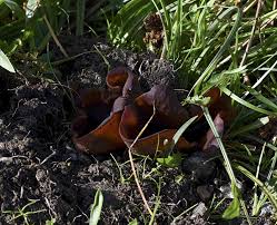 Attēlu rezultāti vaicājumam “Peziza badia”