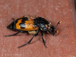 Attēlu rezultāti vaicājumam “Poecilochirus sp.”